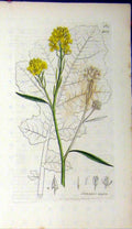 Original Old Antique Print 1801 Sowerby Botanical Sinapis Nigra Plant Flower