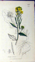Original Old Antique Print 1807 Sowerby Botanical Sinapis Arvensis Flower 19th