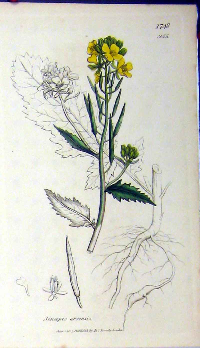Original Old Antique Print 1807 Sowerby Botanical Sinapis Arvensis Flower 19th