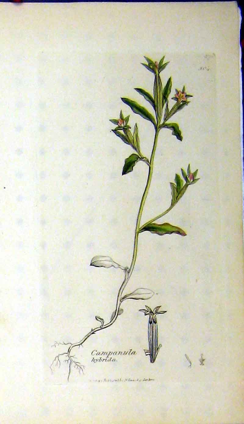 Original Old Antique Print Campanula Hybrida 1795 Botanical Sowerby Plant 18th