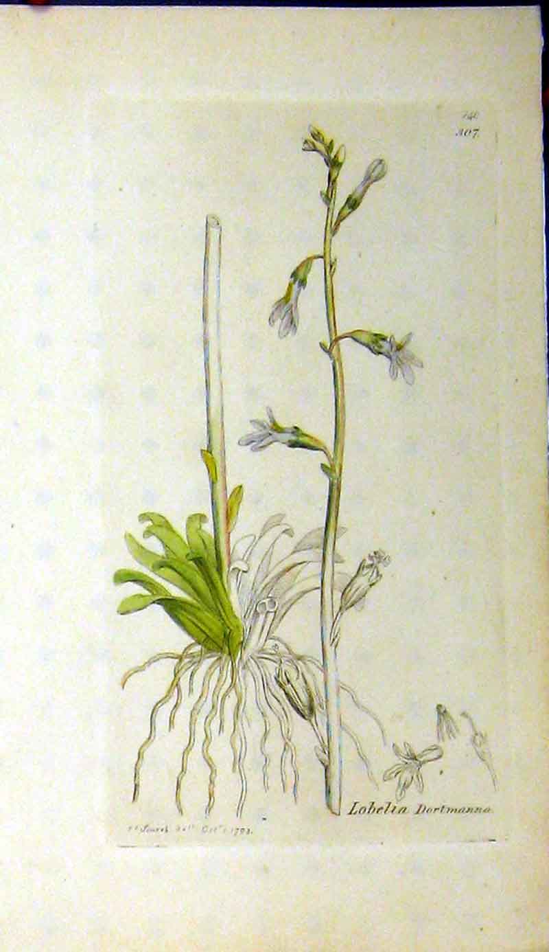 Original Old Antique Print 1793 Sowerby Botanical Lobelia Dortmanna Plant 18th