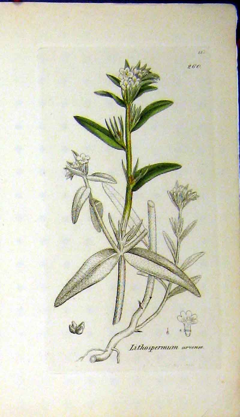Original Old Antique Print 1793 Sowerby Botanical Lithospermum Arvense Herb