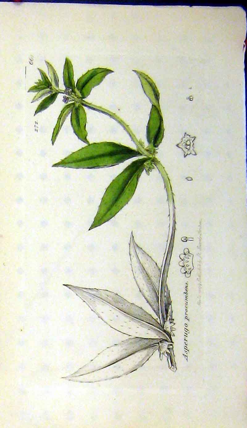 Original Old Antique Print 1799 Sowerby Botanical Asperugo Procumbens Herb 18th
