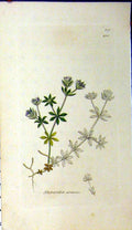 Original Old Antique Print Sherardia Arvensis James Sowerby Botanical Plant