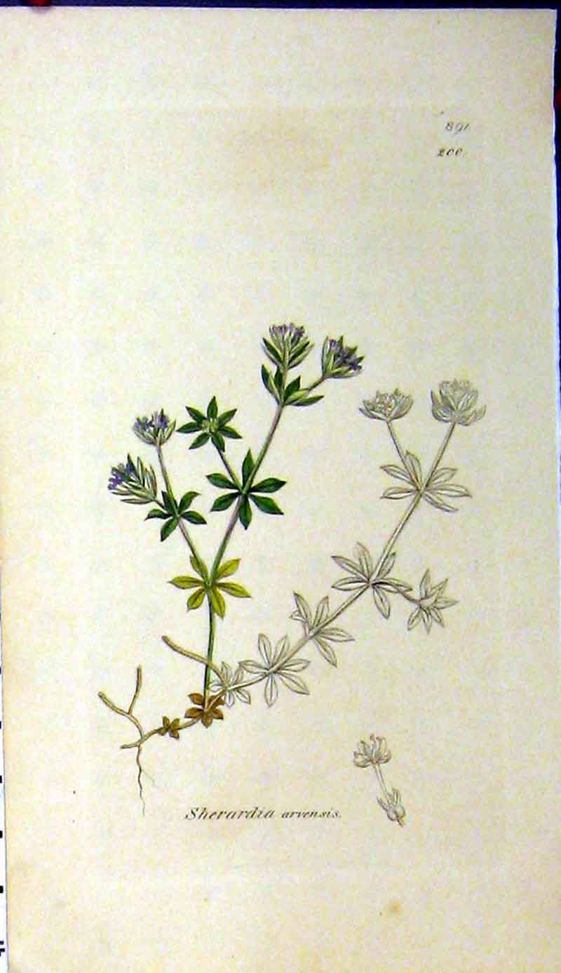 Original Old Antique Print Sherardia Arvensis James Sowerby Botanical Plant