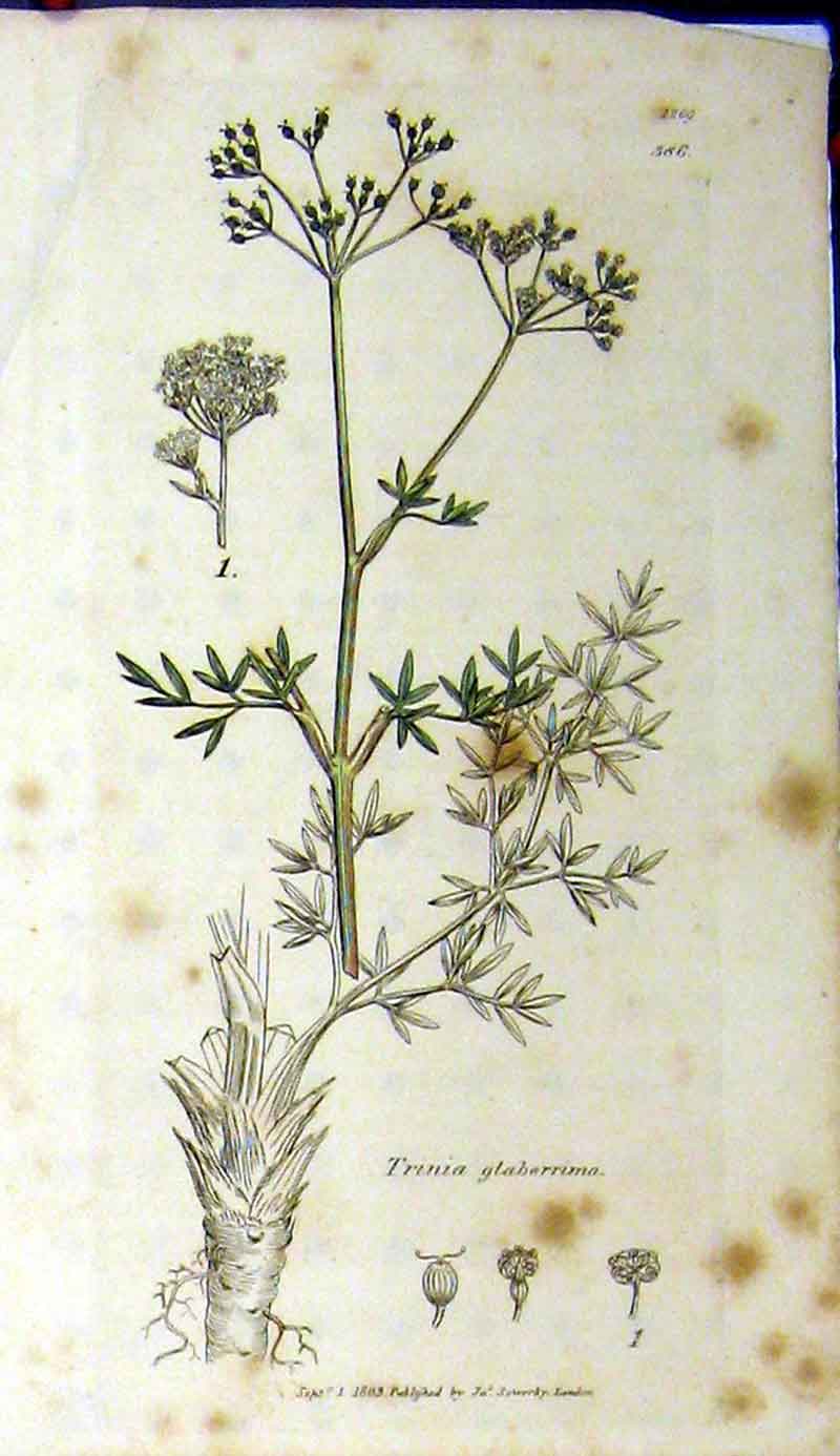 Original Old Antique Print 1803 Sowerby Botanical Trinia Glaberrima Plant 19th