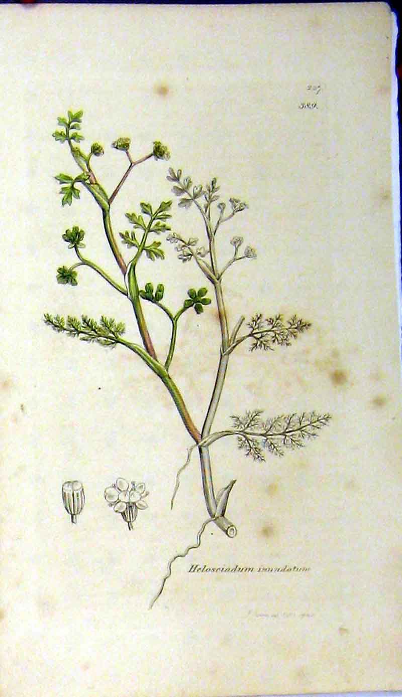 Original Old Antique Print 1793 Sowerby Botanical Helosciadum Inundatum Plant