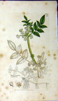 Original Old Antique Print 1799 Sowerby Botanical Helosciadum Nodiflorum 18th