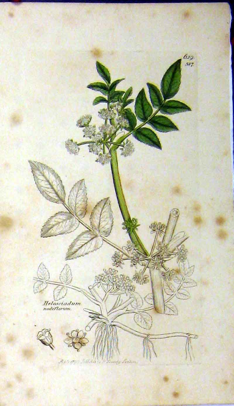 Original Old Antique Print 1799 Sowerby Botanical Helosciadum Nodiflorum 18th