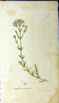 Old Antique Print 1791 Sowerby Botanical Plant Asperula Cynanchica Herb 18th