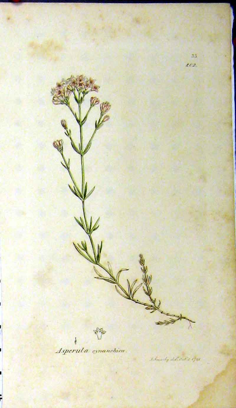 Old Antique Print 1791 Sowerby Botanical Plant Asperula Cynanchica Herb 18th