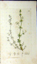 Original Old Antique Print 1797 Sowerby Botanical Galium Anglicum Flower 18th