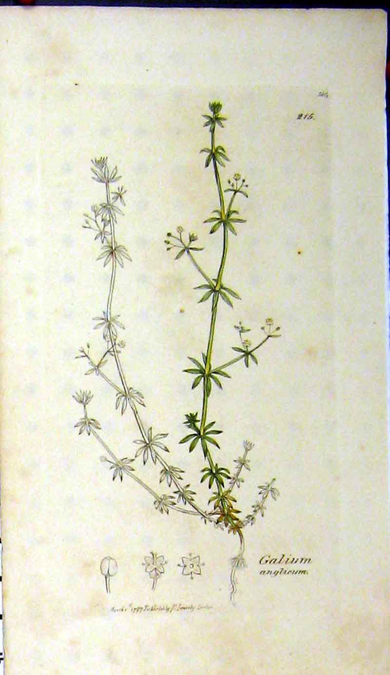 Original Old Antique Print 1797 Sowerby Botanical Galium Anglicum Flower 18th