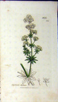 Original Old Antique Print 1806 Sowerby Plant Galium Mollugo Botanical Flower