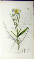 Original Old Antique Print 1806 Sisymbrium Irio Sowerby Botanical Flower 19th