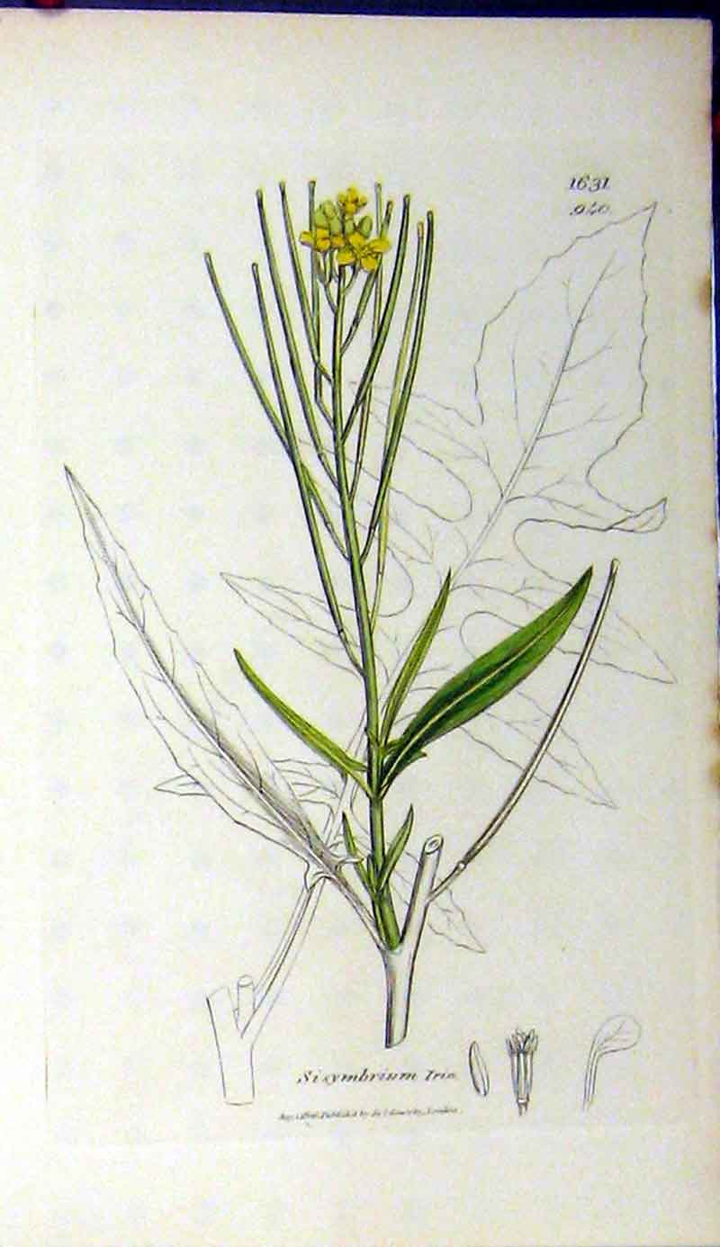 Original Old Antique Print 1806 Sisymbrium Irio Sowerby Botanical Flower 19th