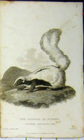Original Old Antique Print Natural History 1825 Chinche Buffon Whittaker 19th
