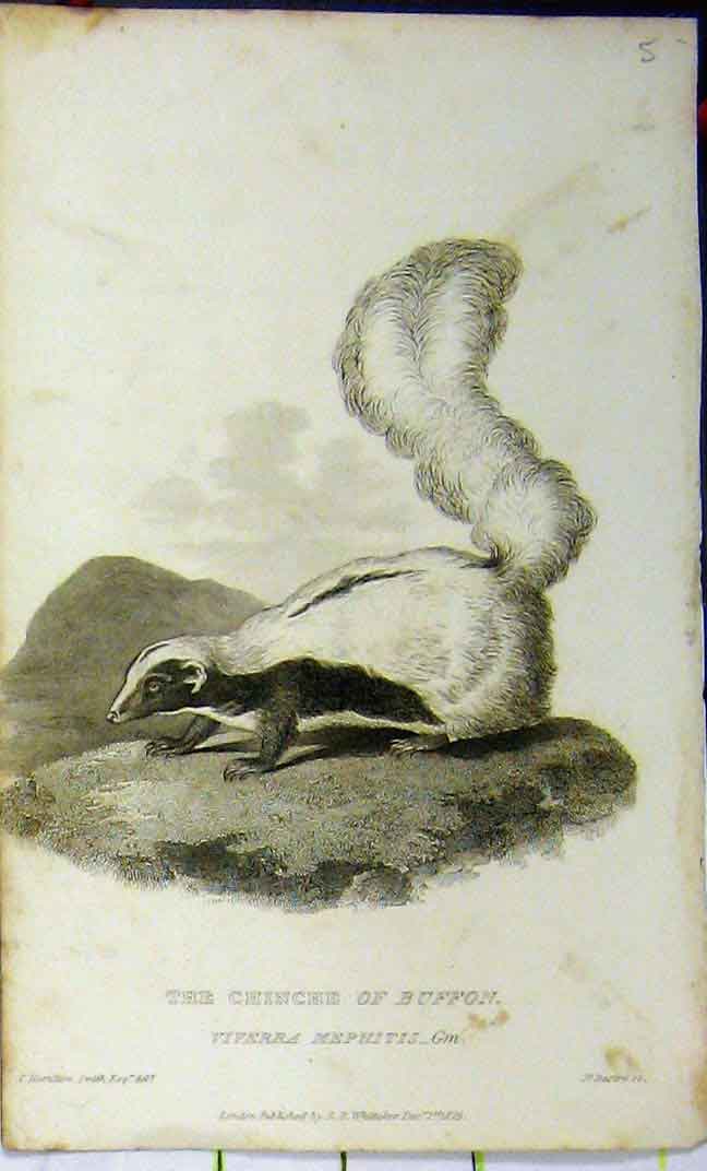 Original Old Antique Print Natural History 1825 Chinche Buffon Whittaker 19th