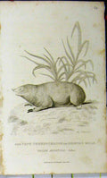 Original Old Antique Print 1826 Natural History Shining Mole Whittaker 19th