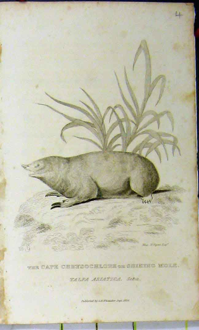 Original Old Antique Print 1826 Natural History Shining Mole Whittaker 19th