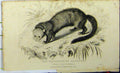 Original Old Antique Print 1827 Natural History Ferruginous Glutton Whittaker