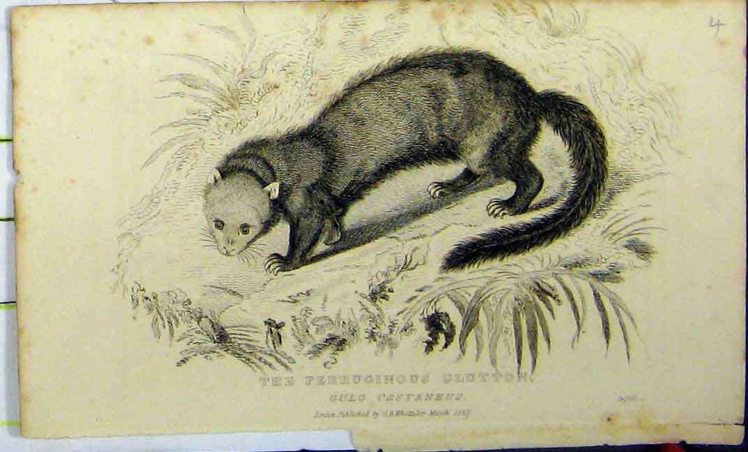 Original Old Antique Print 1827 Natural History Ferruginous Glutton Whittaker