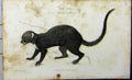 Original Old Antique Print 1824 Whittaker Natural History Taira Animal 19th