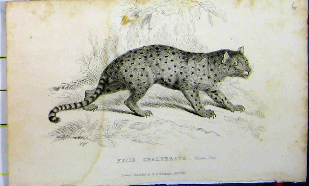 Original Old Antique Print 1825 Natural History Felis Chalybeata Whittaker 19th