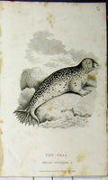 Original Old Antique Print 1824 Natural History Seal Animal Whittaker Rocks