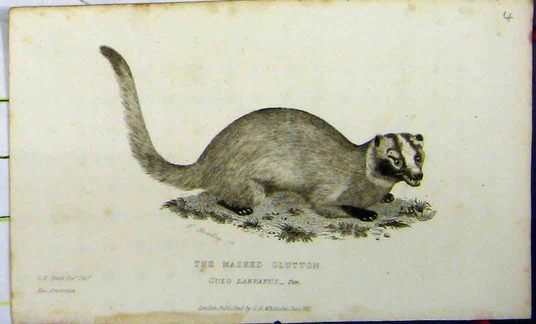 Original Old Antique Print Masked Glutton 1825 Natural History Whittaker Animal