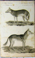 Original Old Antique Print 1825 Natural History Chacal Senega Whittaker Animal