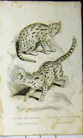 Old Antique Print 1825 Whittaker Natural History Tiger Cat Cape Forster 19th