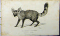 Original Old Antique Print Fennec Laland 1824 Natural History Whittaker 19th