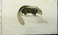 Original Old Antique Print Mephitis Chili 1825 Whittaker Natural History 19th