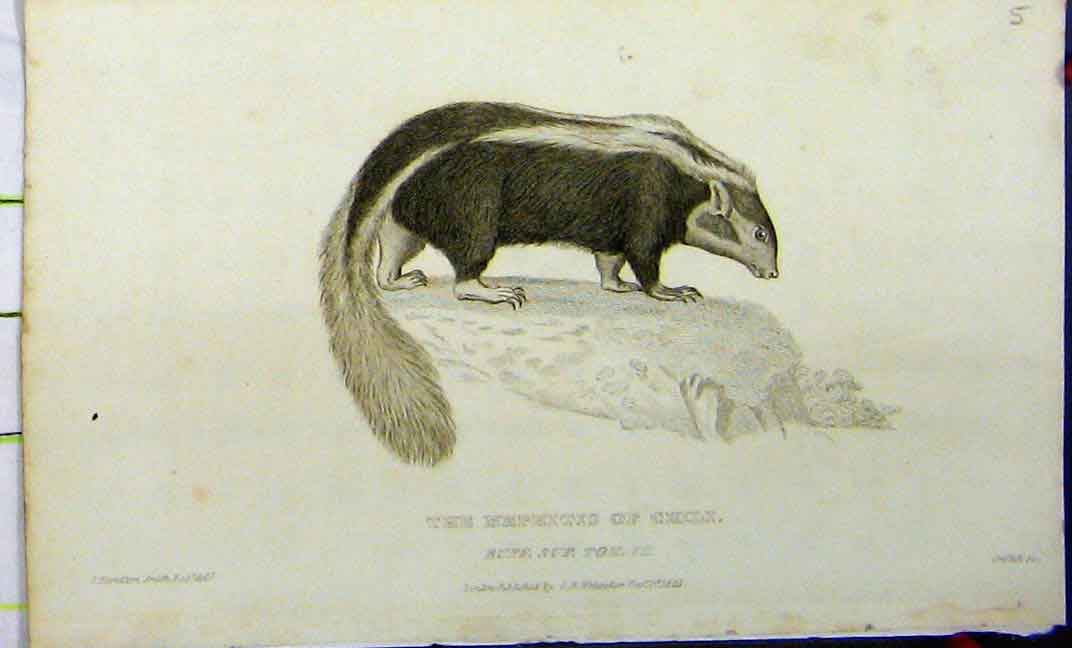 Original Old Antique Print Mephitis Chili 1825 Whittaker Natural History 19th