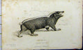 Original Old Antique Print Teledu Animal 1825 Whittaker Natural History 19th