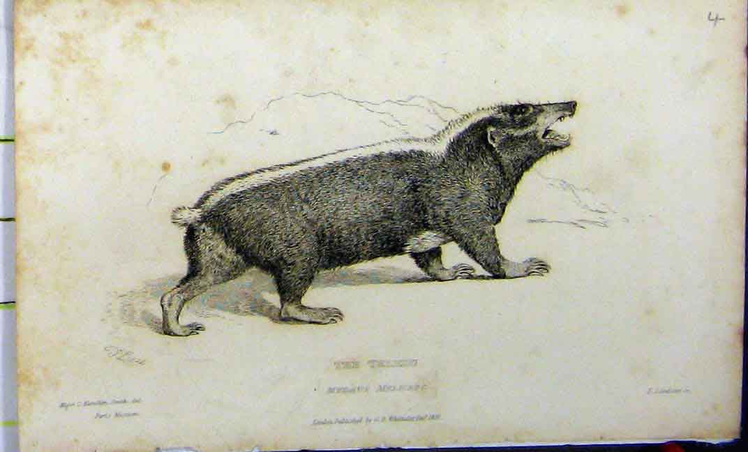 Original Old Antique Print Teledu Animal 1825 Whittaker Natural History 19th