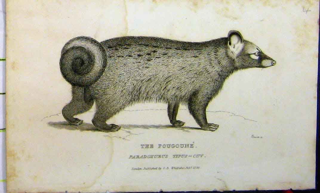 Original Old Antique Print Pougoune 1825 Natural History Whittaker Animal 19th