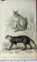 Original Old Antique Print Cape Cat Yagouaroundi 1825 Whittaker Natural History