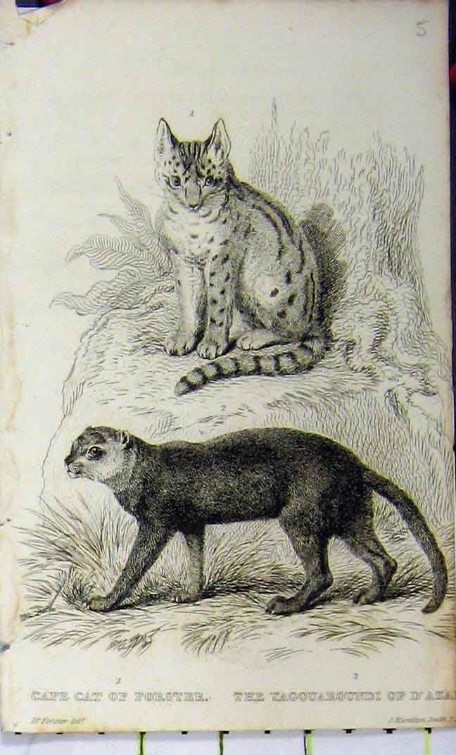 Original Old Antique Print Cape Cat Yagouaroundi 1825 Whittaker Natural History