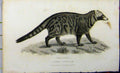 Original Old Antique Print Whittaker 1825 Vierra Civetta Natural History 19th