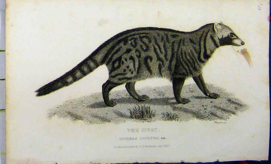 Original Old Antique Print Whittaker 1825 Vierra Civetta Natural History 19th
