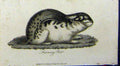 Original Old Antique Print Lemming Rat 1802 Natural History Johnson Rodent 19th