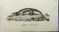 Old Antique Print Egyptian Ichneumon Animal 1802 Natural History Johnson 19th