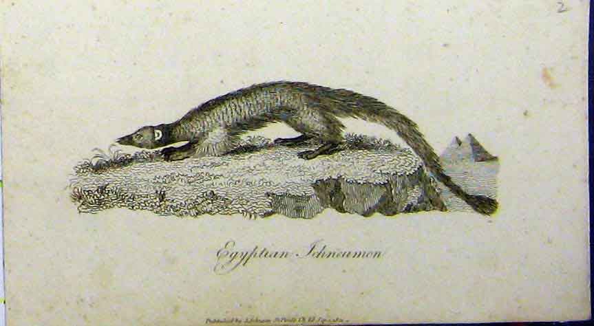 Old Antique Print Egyptian Ichneumon Animal 1802 Natural History Johnson 19th