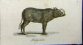 Original Old Antique Print Babyroussa Animal 1802 Natural History Johnson 19th