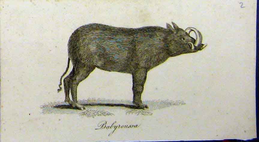 Original Old Antique Print Babyroussa Animal 1802 Natural History Johnson 19th