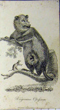 Original Old Antique Print Virginian Opossum Natural History 1802 Johnson 19th