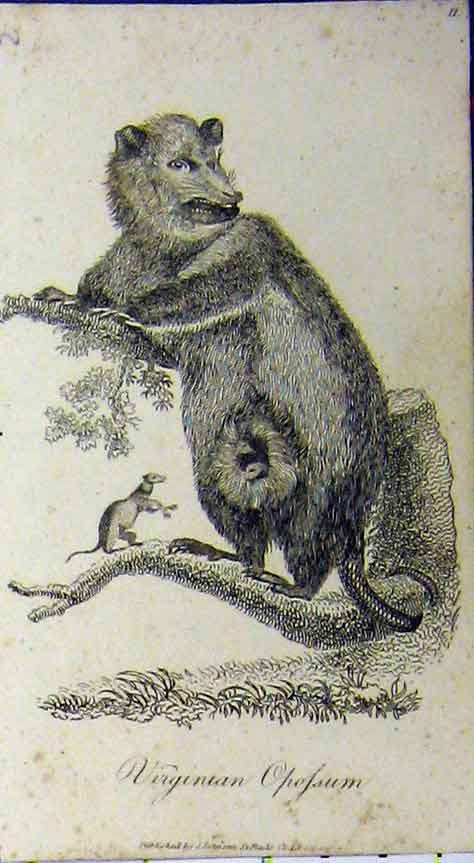 Original Old Antique Print Virginian Opossum Natural History 1802 Johnson 19th