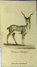 Original Old Antique Print 1802 Natural History Common Antelope Johnson 19th
